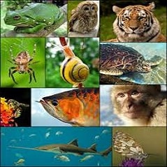 تحقیق انگلیسی درباره حیوانات