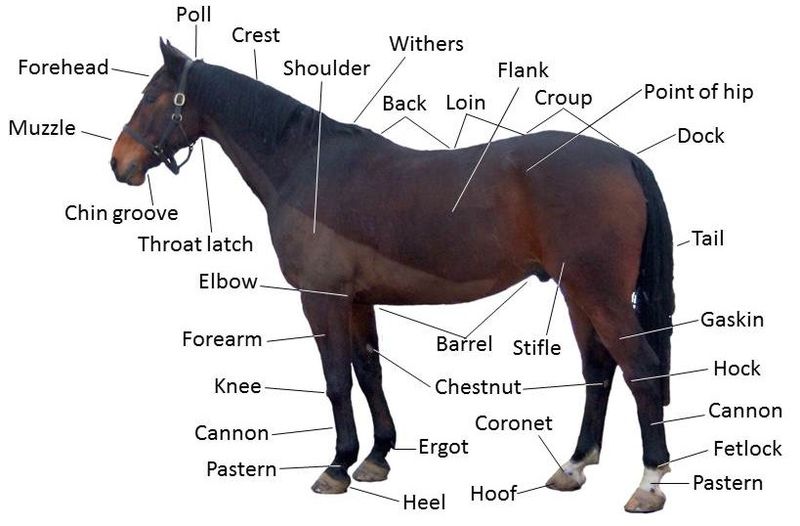 اسامی اجزای بدن اسب