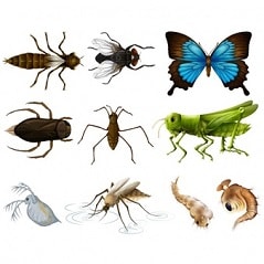 تحقیق در مورد حشرات