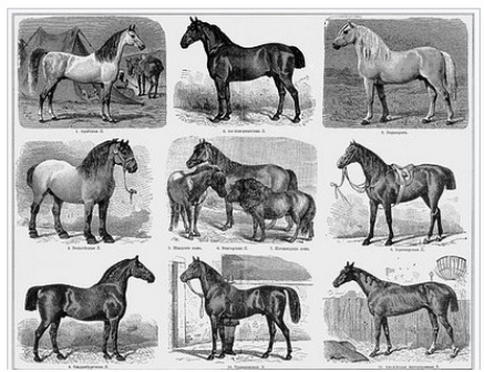 نژاد اصلی اسب