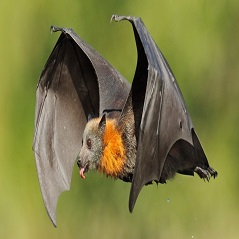 انشاء انگلیسی درباره خفاش ها