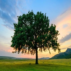 انشاء انگلیسی درباره درخت