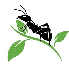 متن انگلیسی در مورد مورچه