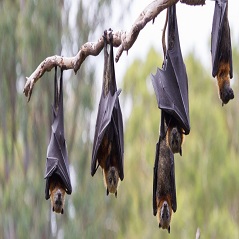 انشاء انگلیسی درباره خفاش ها