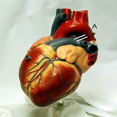 تحقیق کوتاه در مورد قلب انسان