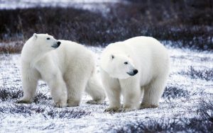 متن انگلیسی در مورد خرس قطبی