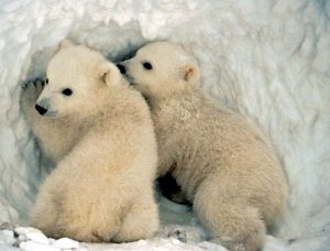 متن انگلیسی در مورد خرس قطبی