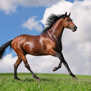 تحقیق در مورد اسب برای دبستان
