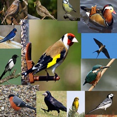 تحقیق در مورد لانه سازی پرندگان دوم ابتدایی