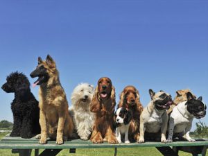 تحقیق دانش اموزی در مورد سگ