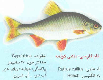 چند نوع ماهی مختلف نام ببرید و بگویید