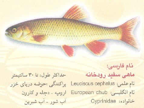 چند نوع ماهی مختلف نام ببرید و بگویید
