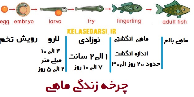 چرخه زندگی ماهی