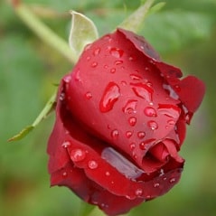قطره آب هستی و میخواهی با گل سرخی دوست شوی چه کار می کنی