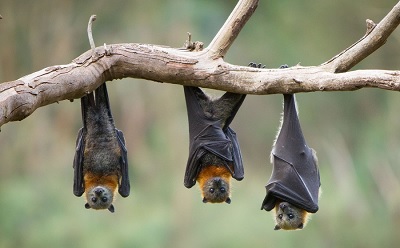 تحقیق در مورد خفاش برای کلاس دوم