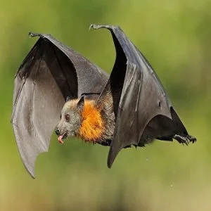تحقیق در مورد خفاش برای کلاس دوم