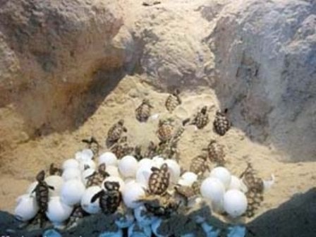 لاک پشت های دریایی چگونه از تخم هایش مراقبت میکند
