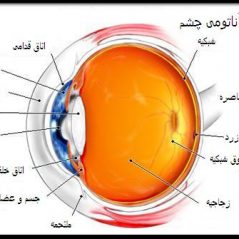 گیرنده های نوری در کدام لایحه چشم قرار دارد
