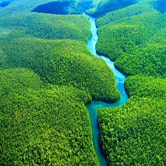تحقیق درمورد جنگل آمازون