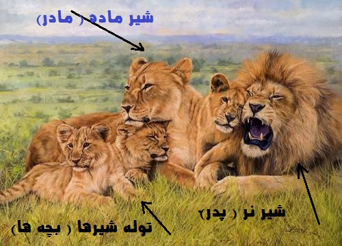 The Lion Pride گله های شیر