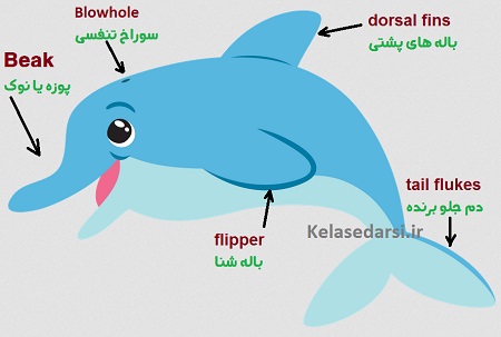 اجزای بدن دلفین ها: parts of dolphin's body