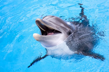 تحقیق در مورد دلفین به انگلیسی و فارسی