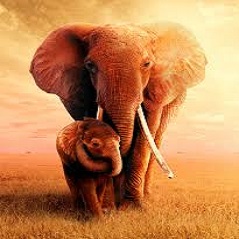 متن انگلیسی درمورد فیل