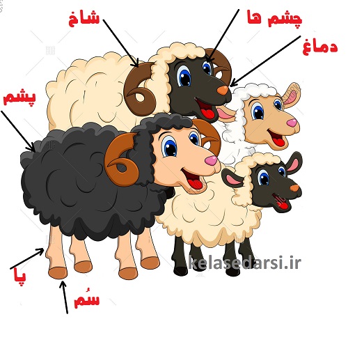 اجزای بدن گوسفندان