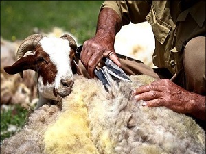 گوسفندان چه فایده هایی برای انسان دارند؟