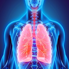 ساختار دستگاه تنفسی انسان