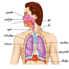ساختار دستگاه تنفسی انسان