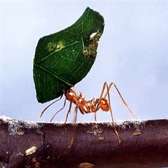 تحقیق WORD و PDF درباره مورچه