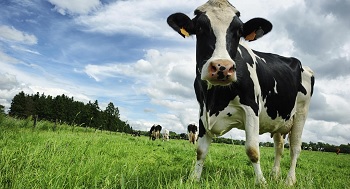 گاوها بیشتر در کجاها زندگی می کنند؟