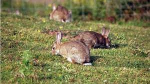 تحقیق در مورد خرگوش برای کلاس