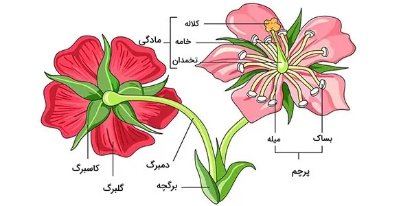 تحقیق در مورد گل و گیاه