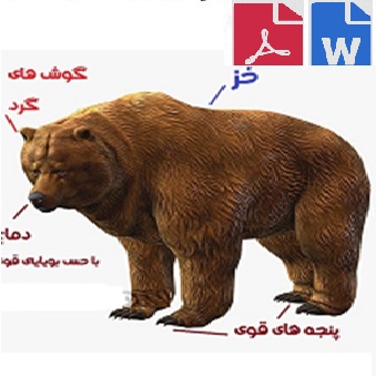 تحقیق در مورد خرس برای کودکان pdf و word
