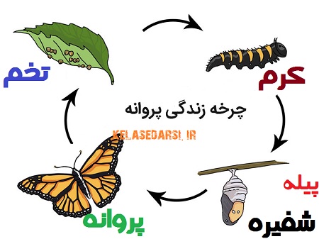 چرخه زندگی پروانه برای کلاس دوم