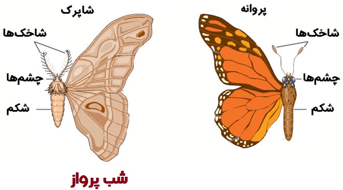 تفاوت پروانه و شاپرک