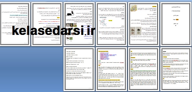 متن انگلیسی و فارسی خرگوش PDF و WORD