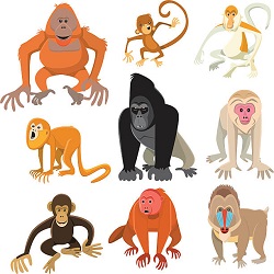 متن انگلیسی در مورد میمون