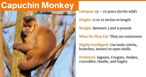 متن انگلیسی در مورد میمون