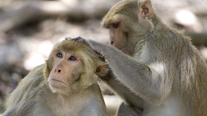 تحقیق در مورد میمون برای کودکان