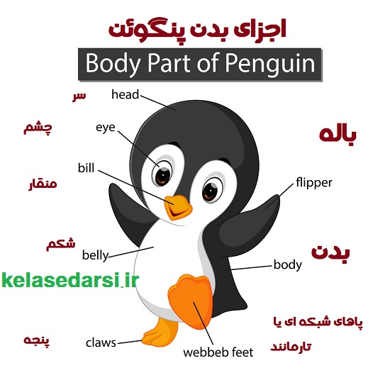 اجزای بدن پنگوئن ها