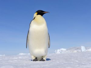 متن انگلیسی در مورد پنگوئن