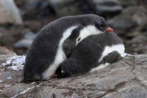 متن انگلیسی در مورد پنگوئن