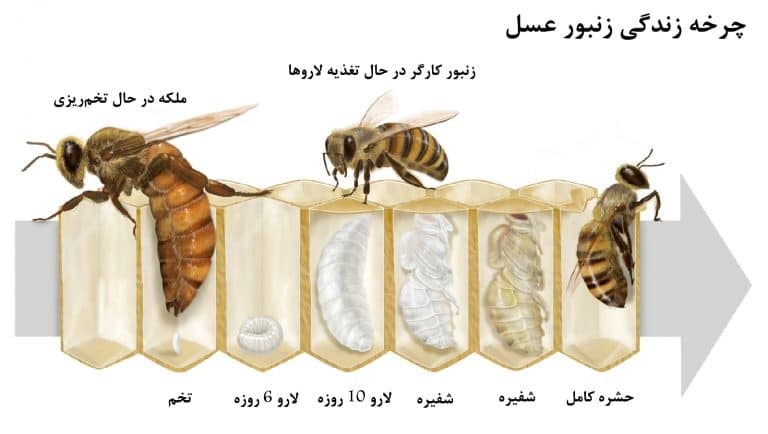 چرخه زندگی زنبور عسل 