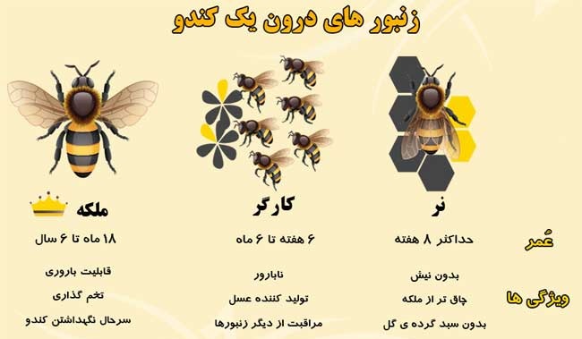تحقیق درباره زنبورعسل برای کودکان