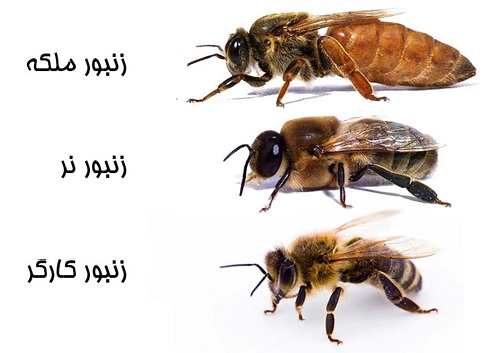 تحقیق درباره زنبورعسل برای کودکان