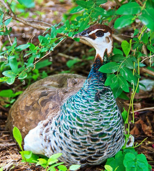 تحقیق در مورد لانه سازی طاووس
