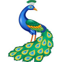 تحقیق در مورد لانه سازی طاووس